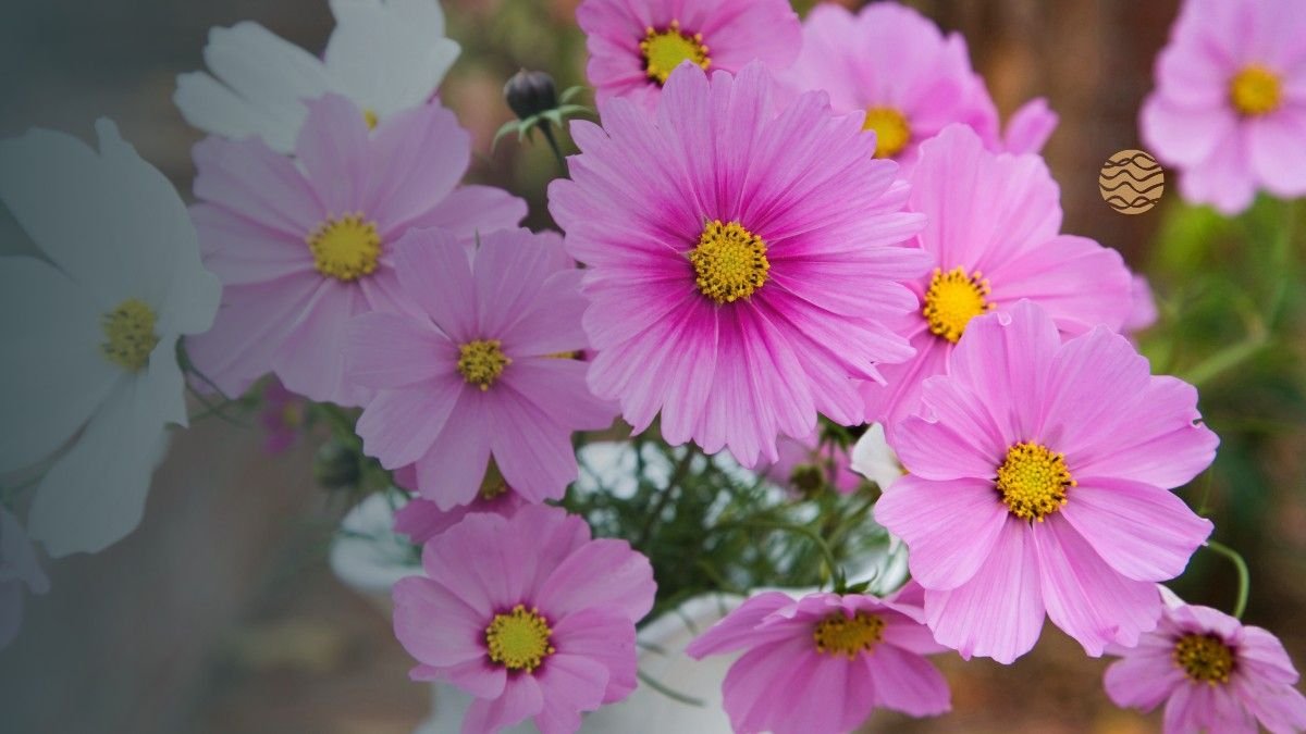 Zoom view of cosmos flower