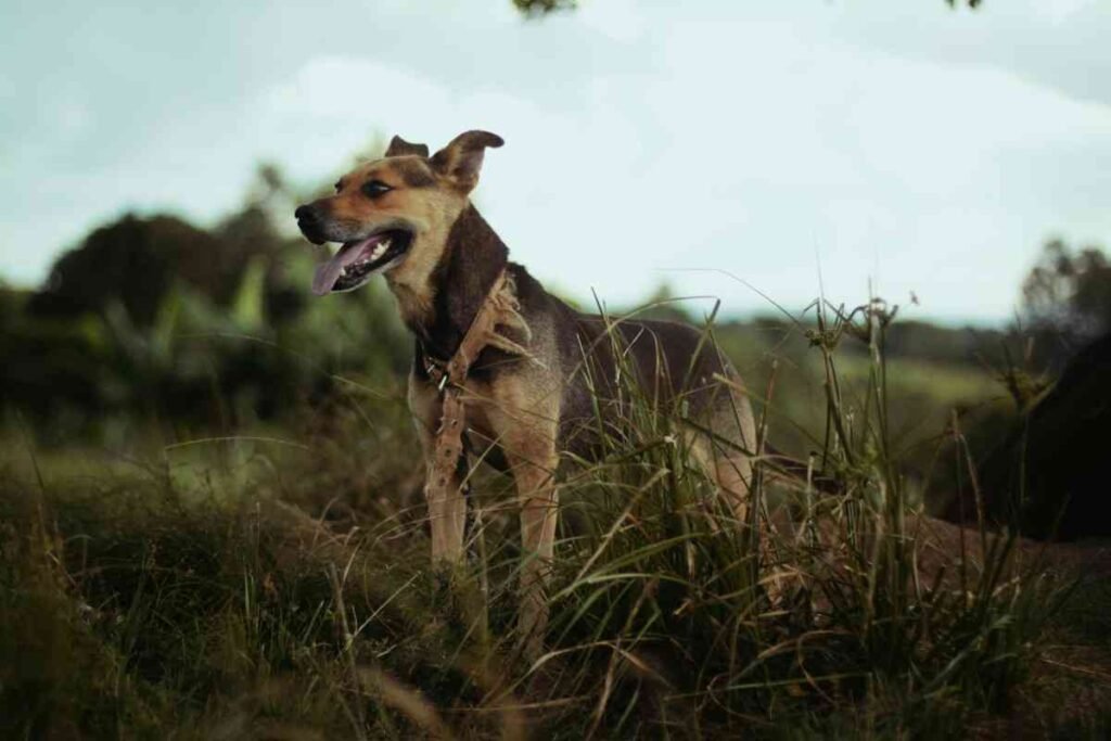 feist dog in standing grass with open mouth