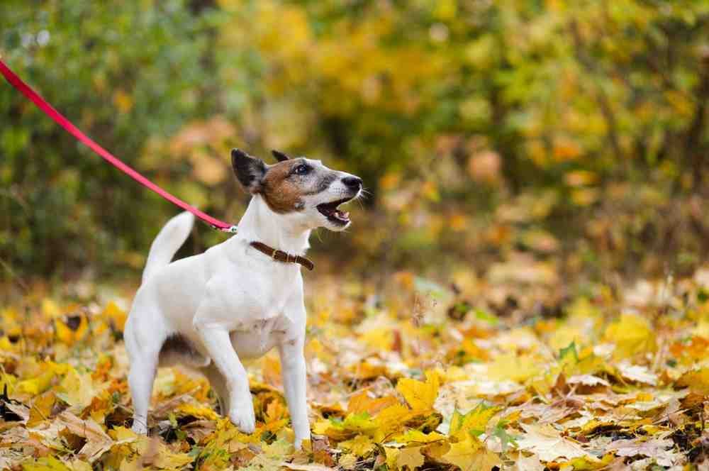 Cute feist dog with leash standing forest