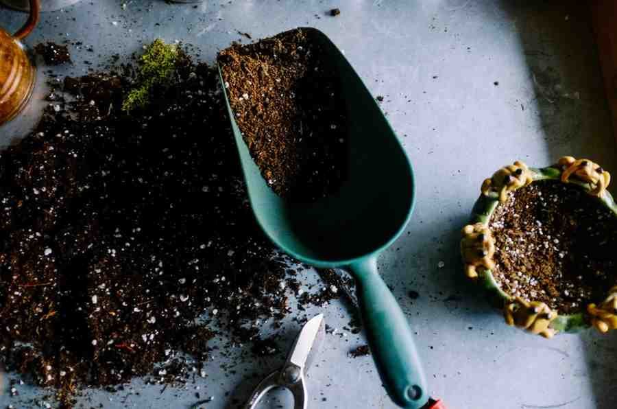 Cucumber Fertilizing