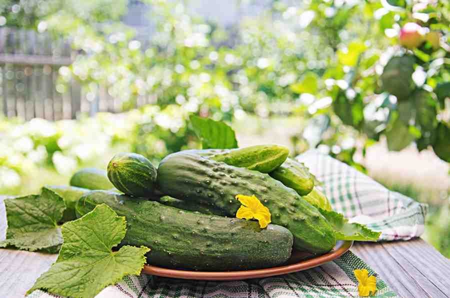 Cucumbers placed in a plate with garden in background