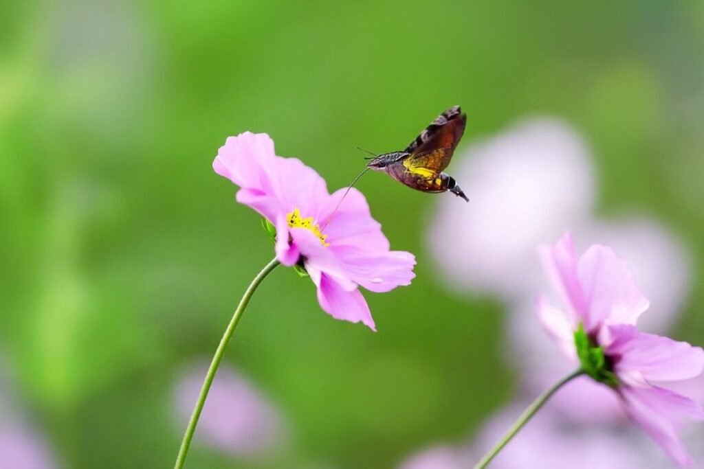 A bee flying from the Cosmos bloom 