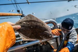 Fluke fish in a man hand with ocean in background