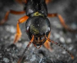 macro photography of an insect