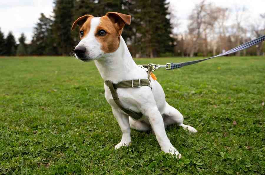 cute feist dog enjoying time nature park