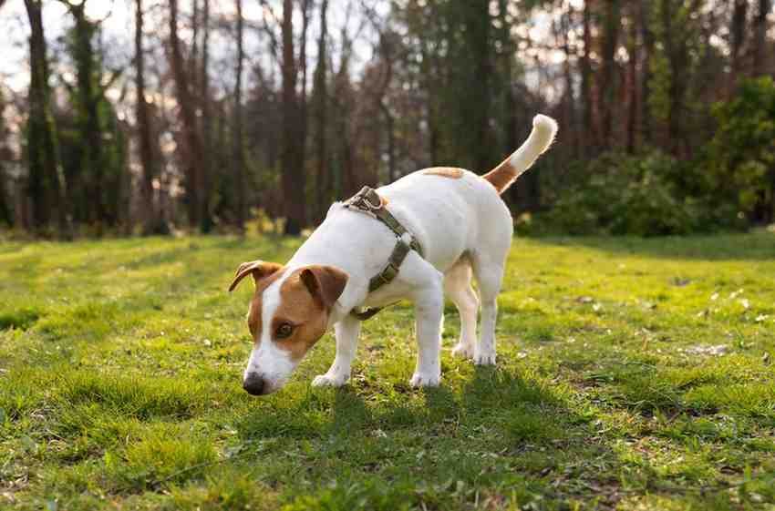 cute feist dog enjoying time nature park