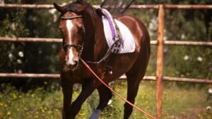 A horse running to perform lunging