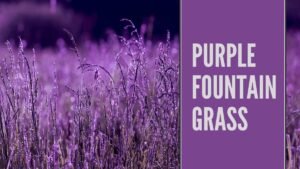 purple fountain grass plant