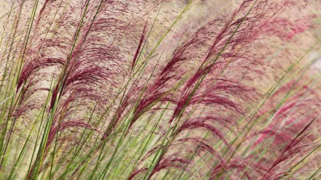 purple fountain grass plant