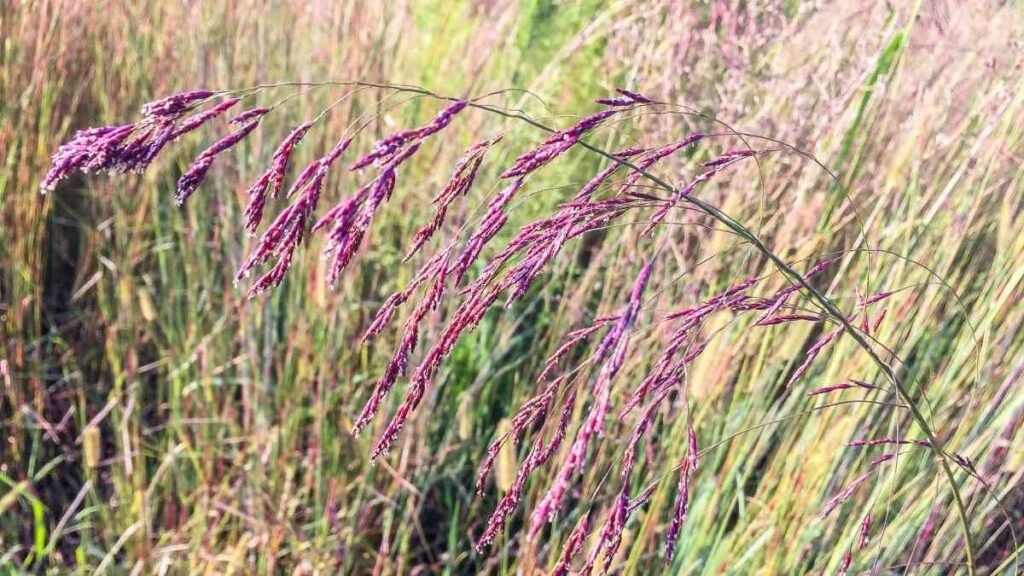 purple grass