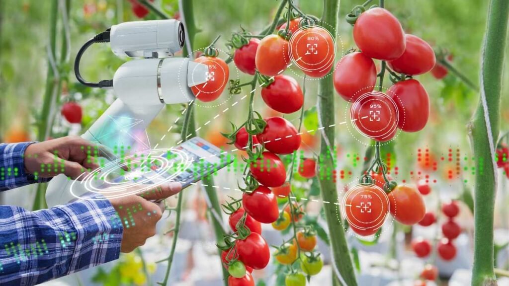 Farmer using digital tablet control robot to harvesting tomatoes in agriculture industry, 