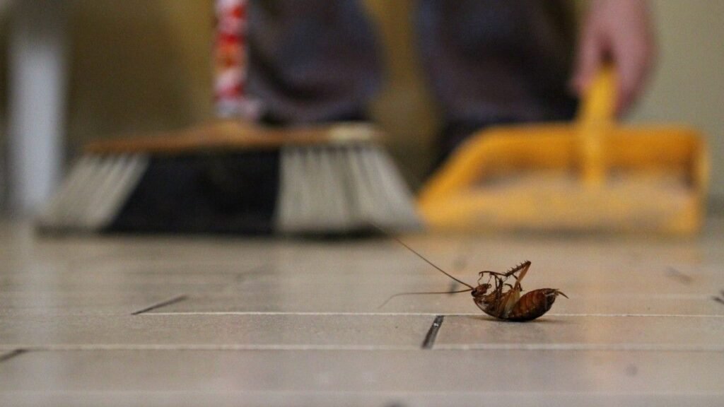 A killed insect on floor