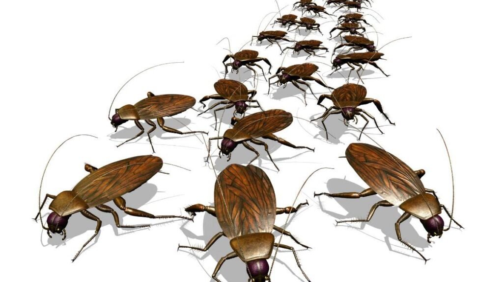 army of cockroaches