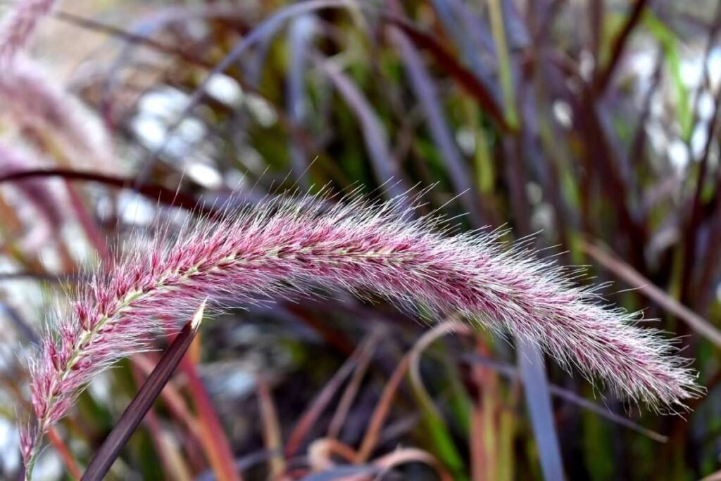 purple fountain grass plant