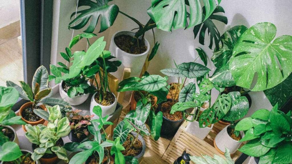 Indoor plants