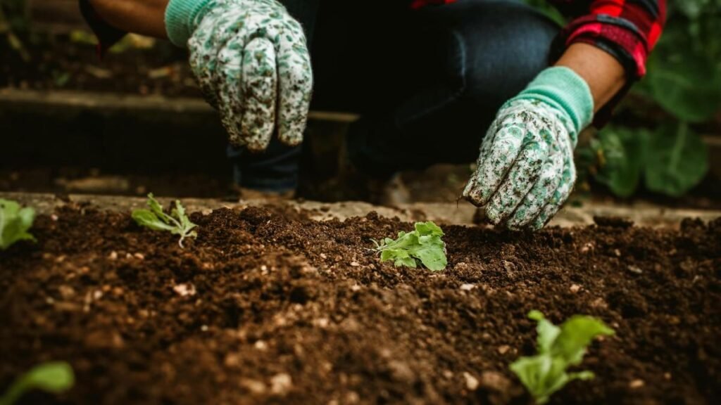 Person Wearing Gloves Plucking Weeds From Soil