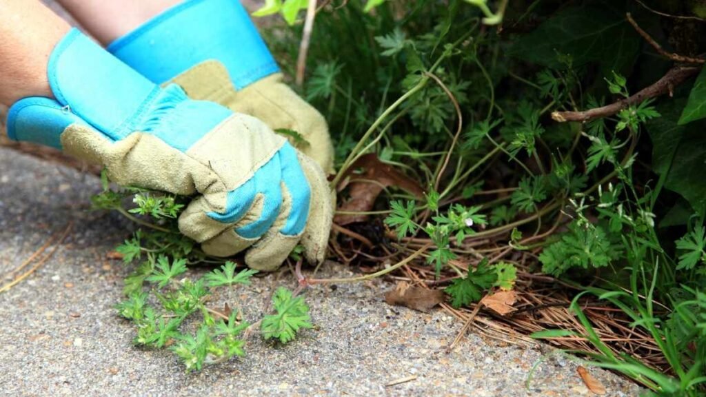 a gardener wearing gloves pulling weeds