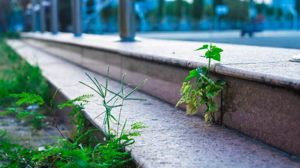 weeds on step in a garden