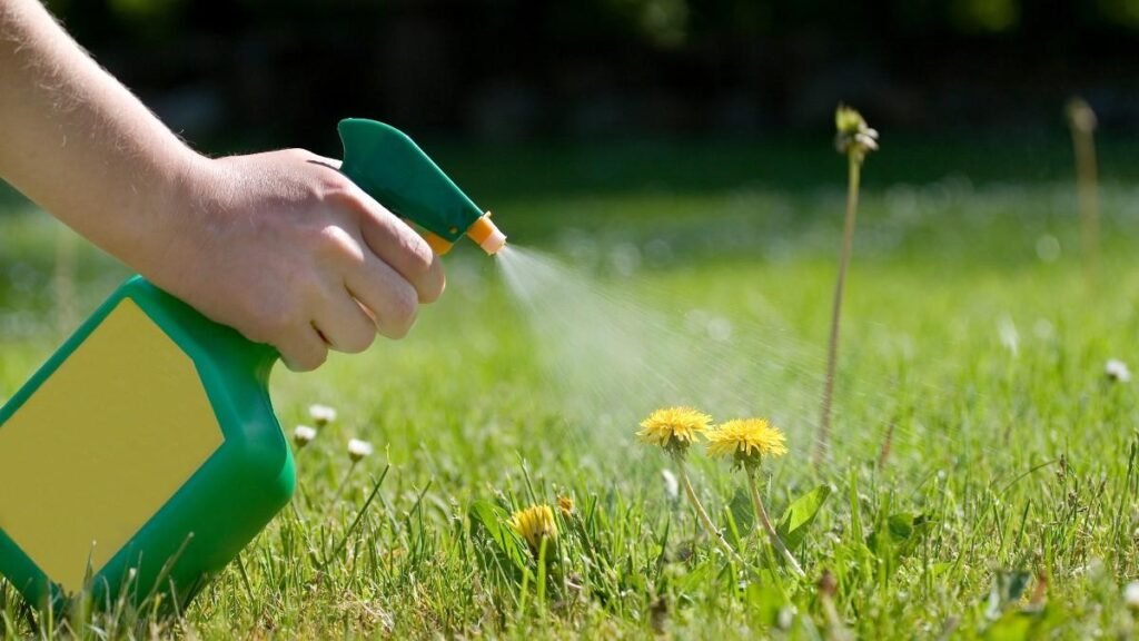 A man spraying on plants